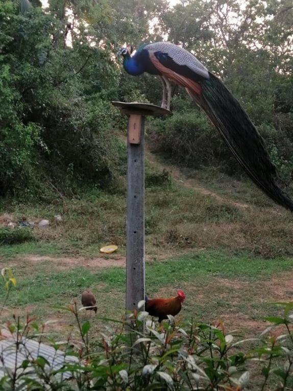 Goyambokka Peacock Garden Tangalle Esterno foto